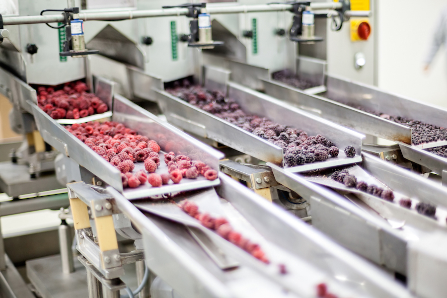 berries in food processing factory